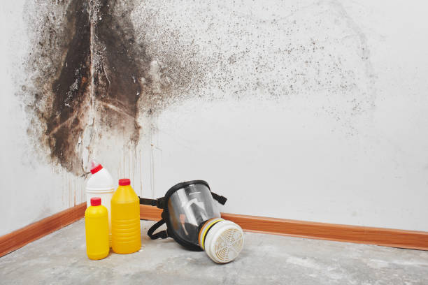 Best Attic Mold Remediation in Pulaski, WI