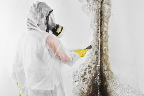Best Basement Mold Remediation in Pulaski, WI