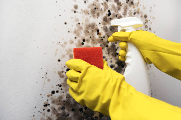 Best Commercial Mold Remediation in Pulaski, WI