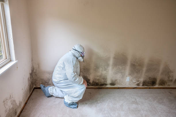 Best DIY Mold Remediation Support Services in Pulaski, WI