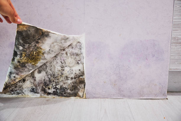 Pulaski, WI Mold Remediation Company